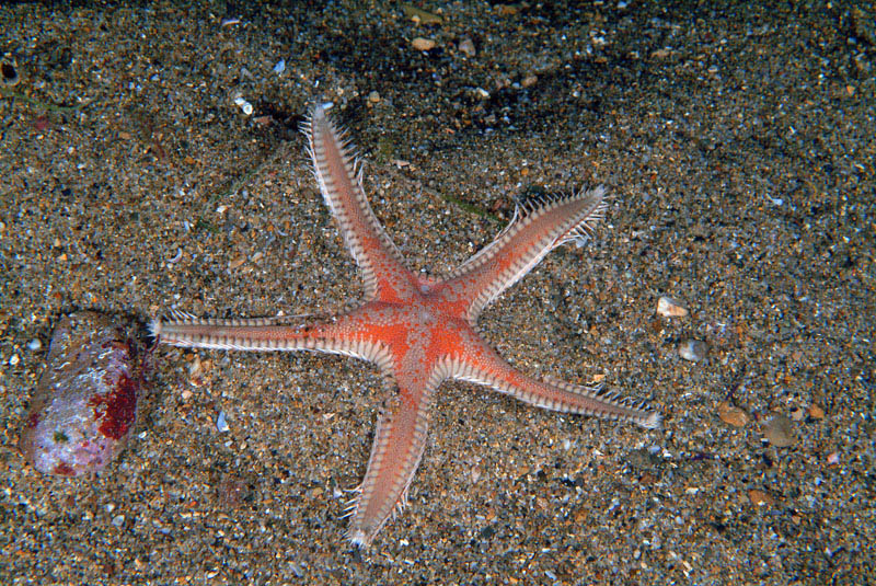 Astropecten irregularis e Astropecten aranciacus